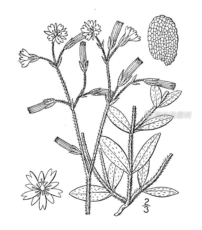 古植物学植物插图:Cerastium vulgatum，大鼠耳繁缕